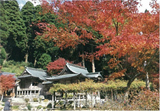 脊振神社紅葉（脊振町）