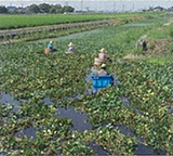 菱の実採り（神埼町）