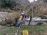 倉谷かかし祭り（脊振町）