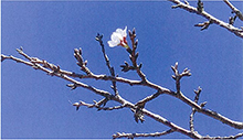 自宅庭に桜の花が